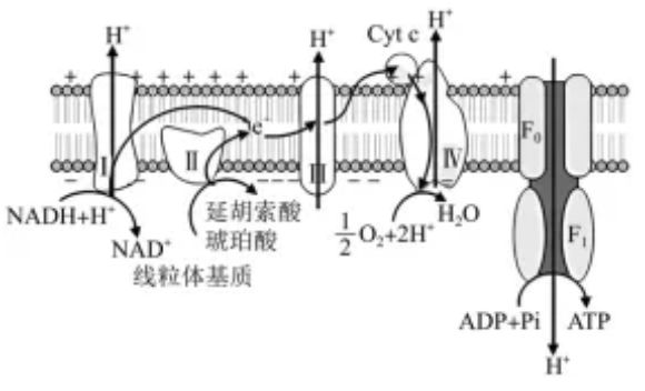 QQ20260508-114224.jpg 丙硫唑——苯并咪唑类国产创新杀菌剂