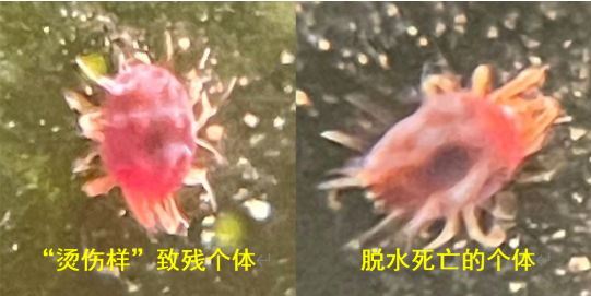 新发现颠覆认知!d-柠檬烯长效控虫秘密,藏在″肢体致残″里