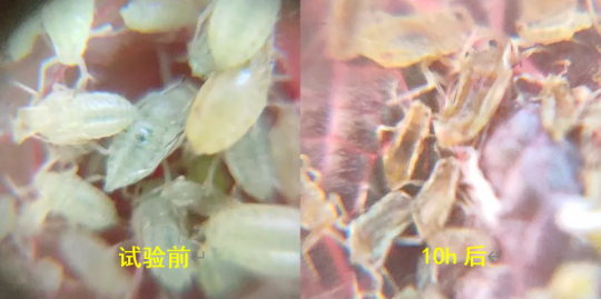 新发现颠覆认知!d-柠檬烯长效控虫秘密,藏在″肢体致残″里