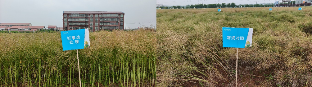 氟吡菌酰胺出击,拜耳"好事达"五年五省验证破解油菜菌核病防控难题