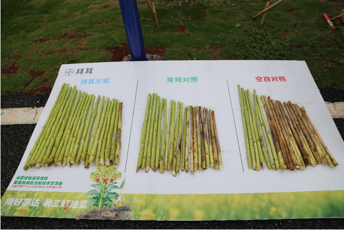氟吡菌酰胺出击,拜耳"好事达"五年五省验证破解油菜菌核病防控难题