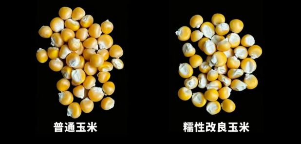 未米生物获批国内首个糯性改良玉米基因编辑安全证书