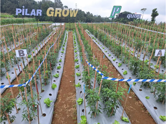 允发Pilarquim在印度尼西亚上市允富PILARGROW(28-高芸苔素内酯+赤霉酸)