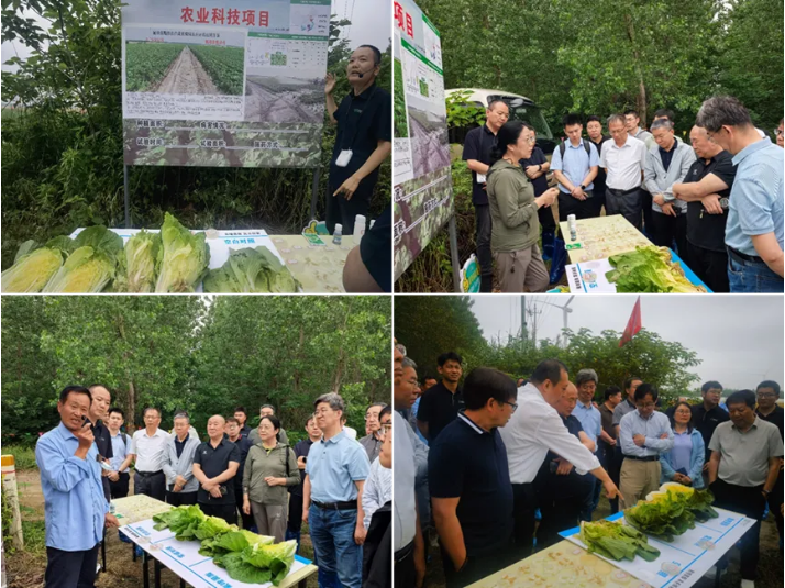 中农联合创制杀菌剂氟喹菌酯对大白菜软腐病田间防效优异