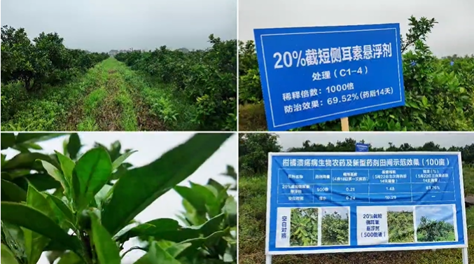 柑橘溃疡病田间防效超83%!贵州大学创新生物药剂截短侧耳素试验效果显著