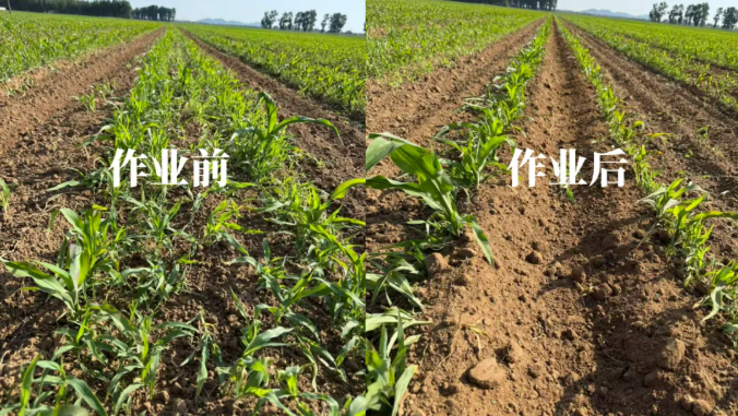 纬尔科技智能对行除草机器人3CZX-260A 田间示范效果受认可