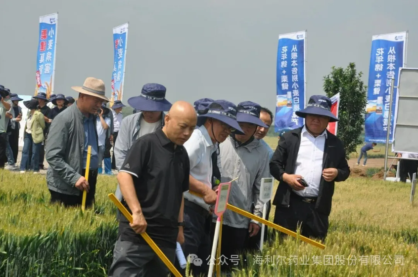 海利尔省重点研发计划小麦茎基腐病绿色防控项目示范现场观摩会成功举办