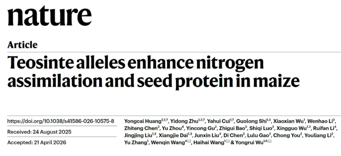 历时四年再破″蛋白密码″，中国科学团队聚合野生玉米高蛋白双基因，籽粒蛋白含量提升至15%