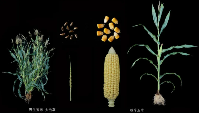 历时四年再破″蛋白密码″，中国科学团队聚合野生玉米高蛋白双基因，籽粒蛋白含量提升至15%