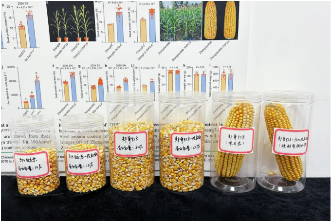 历时四年再破″蛋白密码″，中国科学团队聚合野生玉米高蛋白双基因，籽粒蛋白含量提升至15%