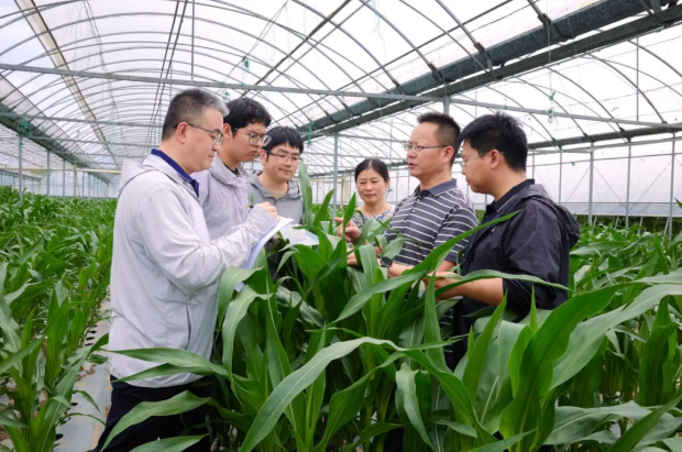 历时四年再破″蛋白密码″，中国科学团队聚合野生玉米高蛋白双基因，籽粒蛋白含量提升至15%
