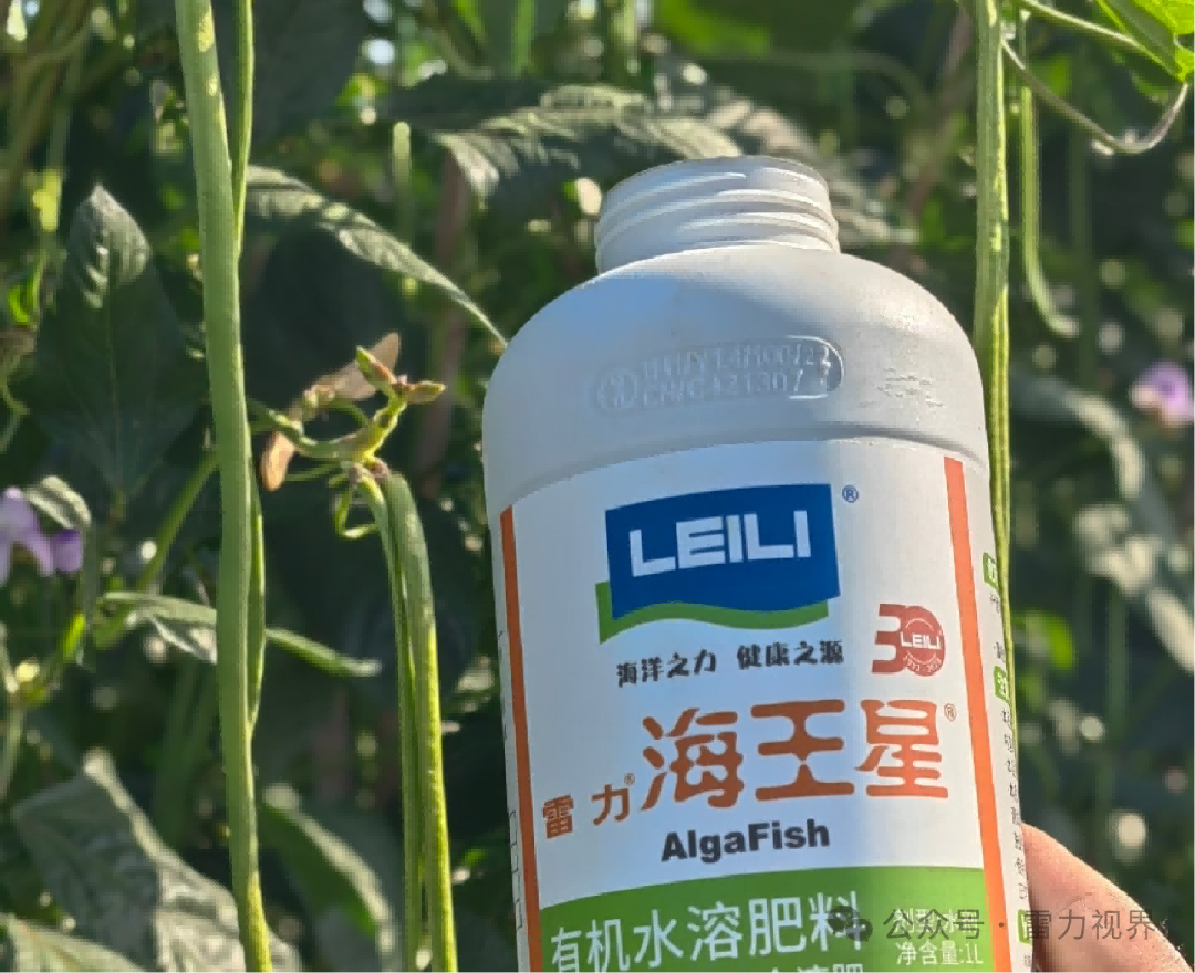 雷力海倍甜：海王星+艾源倍甜基于生物刺激剂的膨果增糖与果品提质方案
