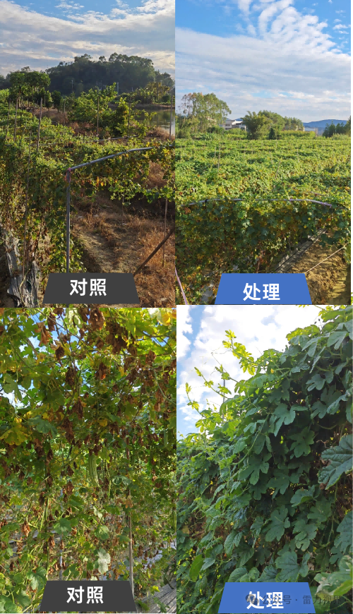雷力海倍甜：海王星+艾源倍甜基于生物刺激剂的膨果增糖与果品提质方案