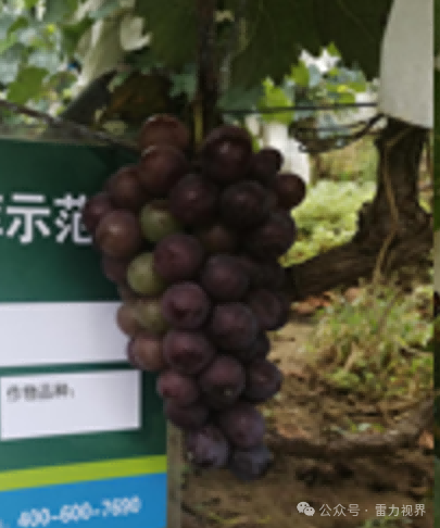 雷力海倍甜：海王星+艾源倍甜基于生物刺激剂的膨果增糖与果品提质方案