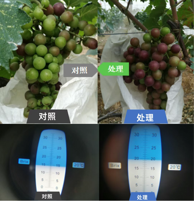 雷力海倍甜：海王星+艾源倍甜基于生物刺激剂的膨果增糖与果品提质方案