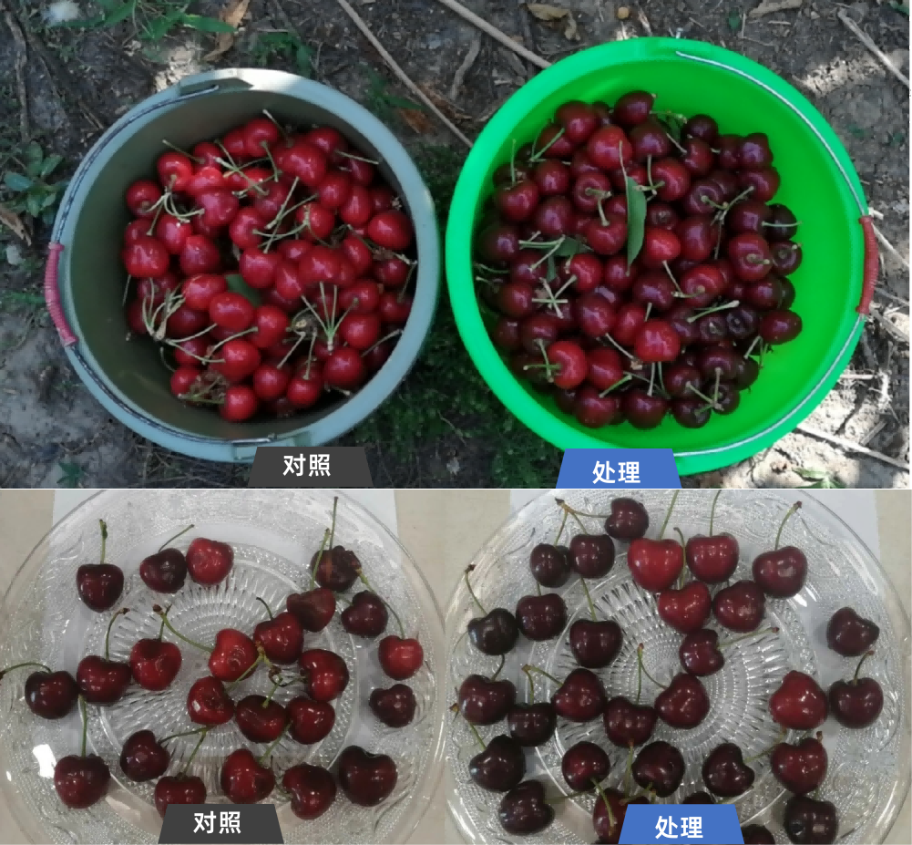 雷力海倍甜：海王星+艾源倍甜基于生物刺激剂的膨果增糖与果品提质方案