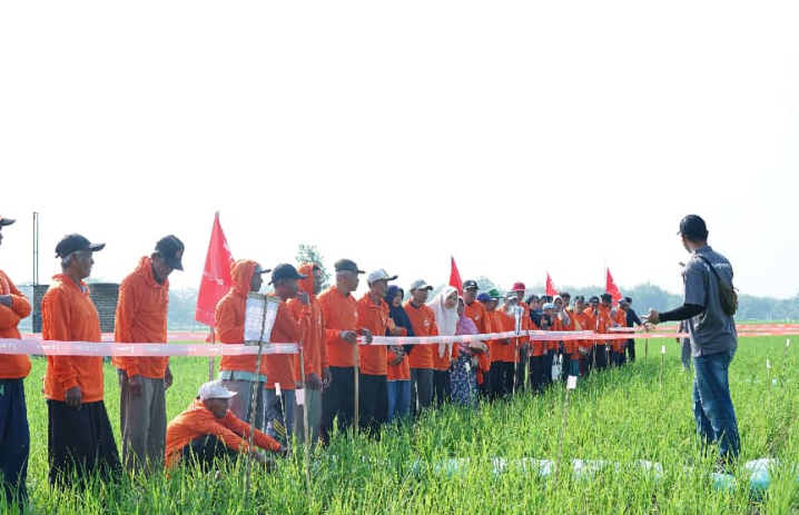 清原氟砜草胺亮相印尼,抗性稻田迎来全新HPPD解决方案