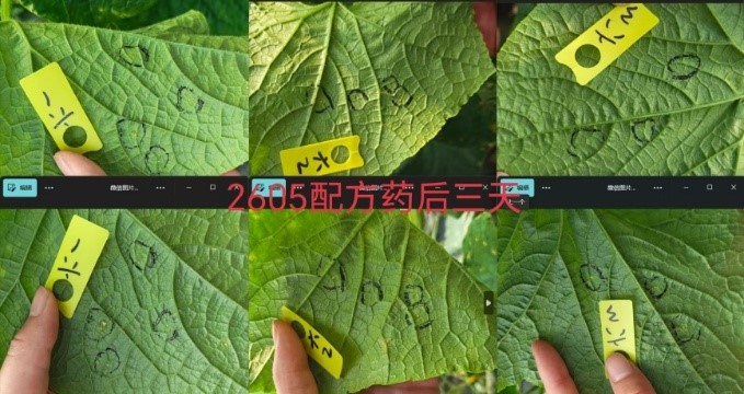 全新一代双导杀菌修复剂——亿嘉金朝颜：作物健康的″防护盾″+″修复剂″