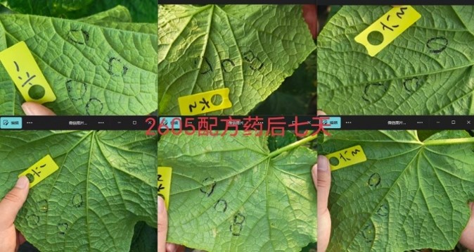 全新一代双导杀菌修复剂——亿嘉金朝颜：作物健康的″防护盾″+″修复剂″