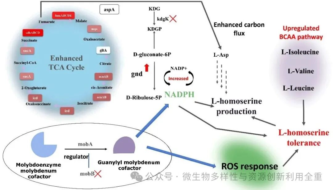 640 (2).jpg L-高丝氨酸生物制造突破!中科院于波团队构建高产菌株NS18,48h发酵144.5g/L