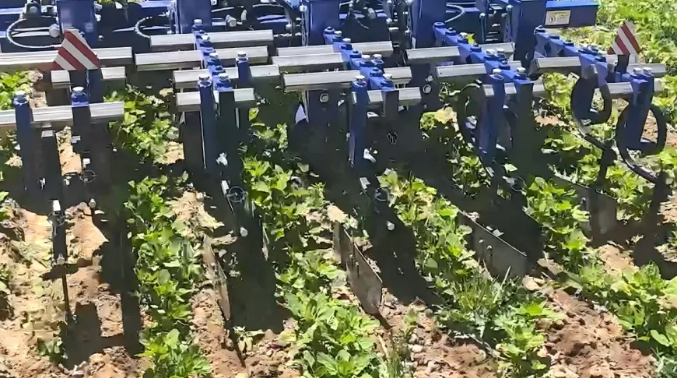 纬尔科技将智能对行除草技术引入高原藜麦种植场景