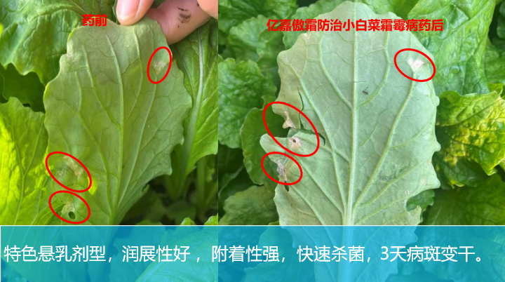 雨季卵菌病害连年爆发，千万亩作物减产难题该如何破解？