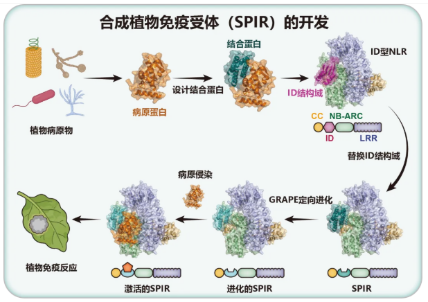 高彩霞团队提出″可编程植物合成免疫″新理念，实现植物免疫受体按需设计