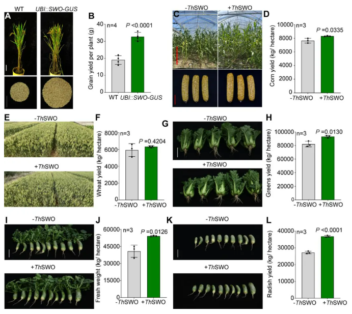 南农大沈其荣院士团队揭开木霉菌促生密码,开辟微生物肥料分子靶点新路径