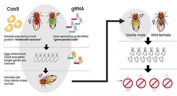 Agragene"借道"Pairwise Fulcrum®平台,pgSIT不育昆虫技术再获CRISPR"引擎"