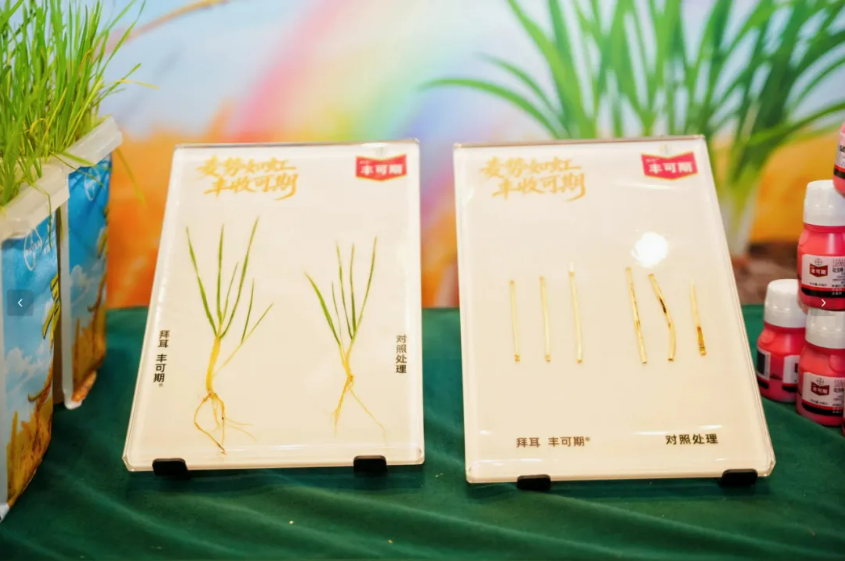 拜耳丰可期®种衣剂正式上市：三元复配新方案，防虫防病促分蘖