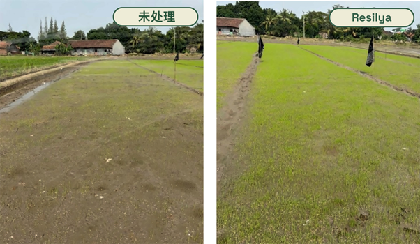 聚焦新分子Pterica®：Agrobiomics 推出全新种子处理生物刺激剂Resilya®