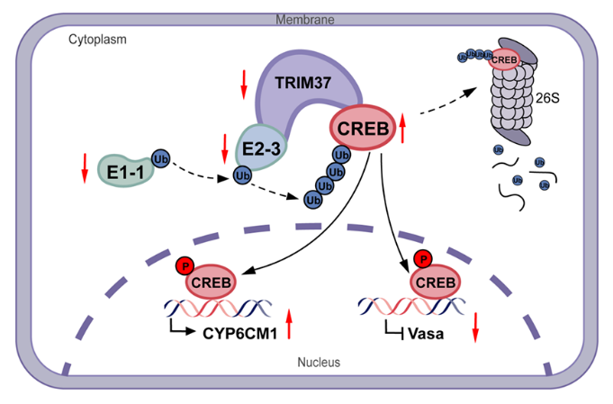 烟粉虱新烟碱抗性"进化魔咒"破解:TRIM37-CREB泛素化开关同时撬动抗性与生殖代价