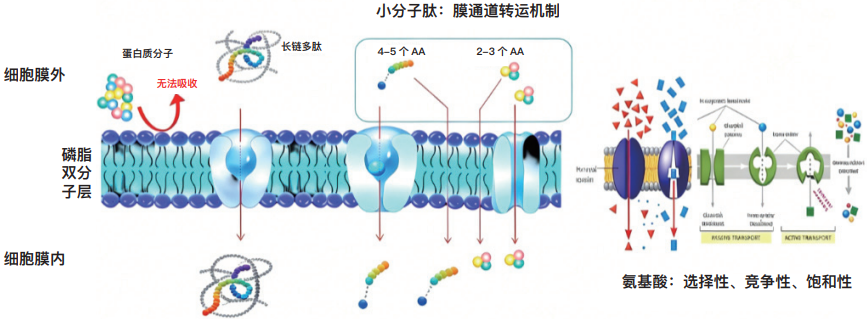 一场关于″信号″的农业革命——TBIO植优力十年功能肽研究与植物分子调控探索
