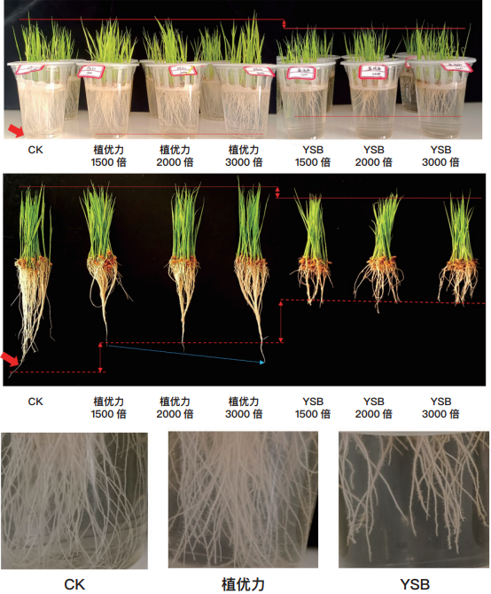 一场关于″信号″的农业革命——TBIO植优力十年功能肽研究与植物分子调控探索