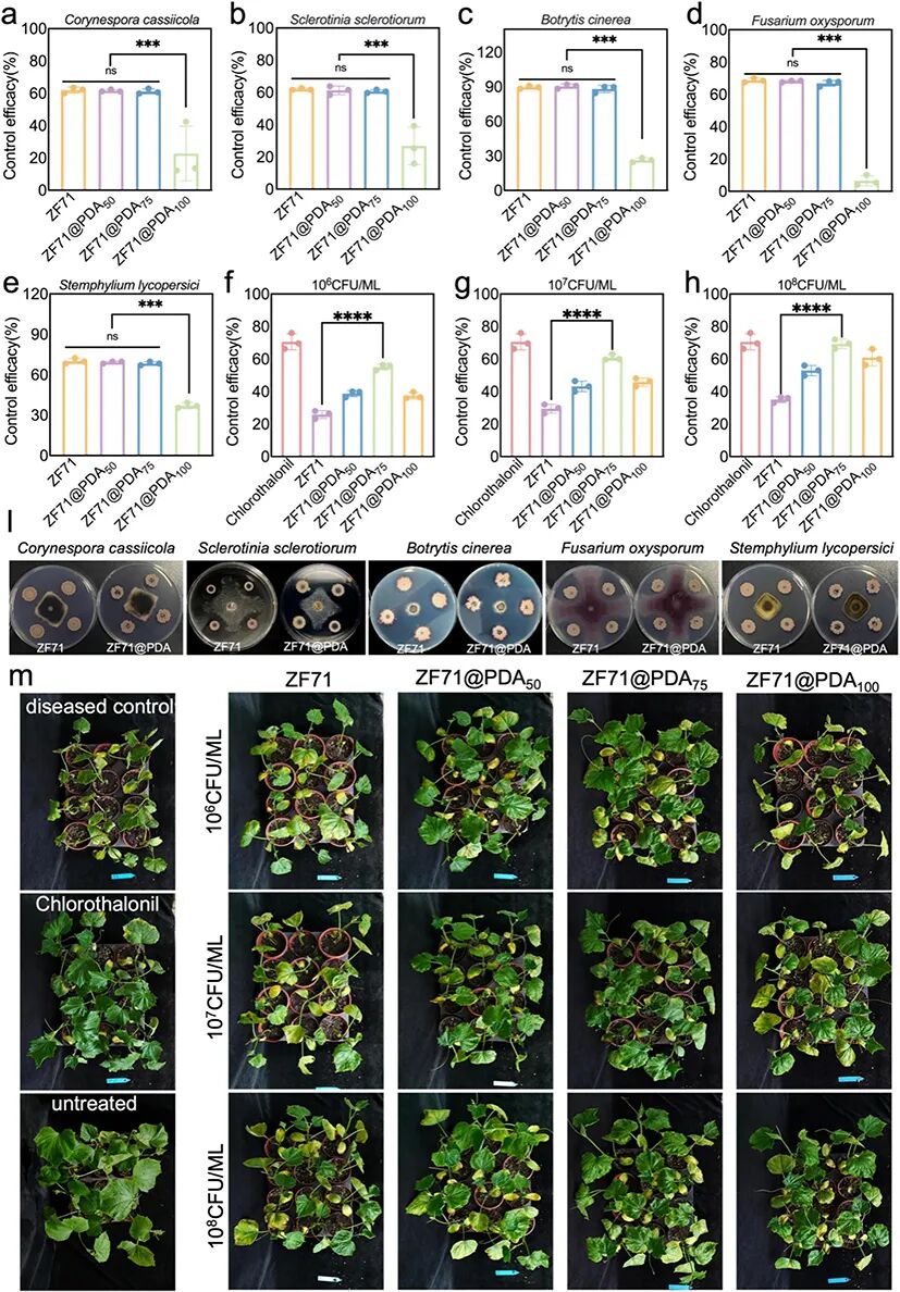 给生防菌（枯草芽孢杆菌ZF71）穿上″纳米盔甲″，黄瓜霜霉病防效接近百菌清