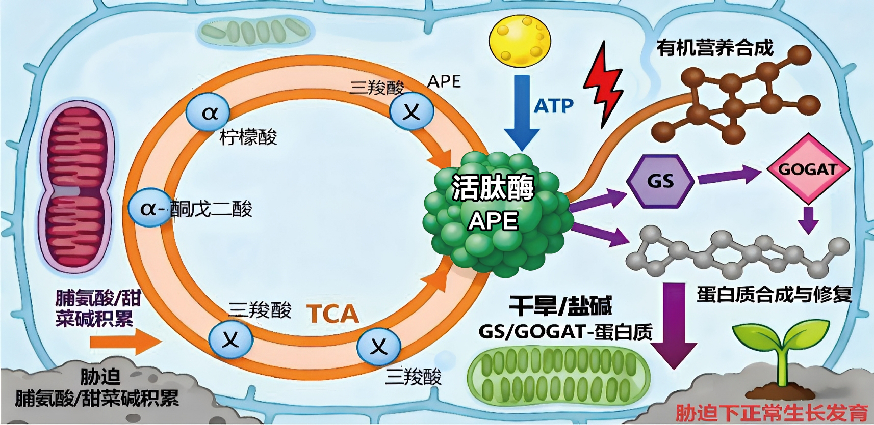 APE.jpg 植物芯片 -- 活肽酶APE+