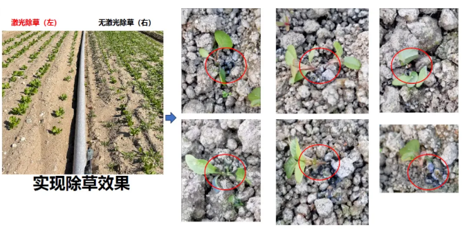 上海韬滕科技推出激光除草机器人,瞄准有机蔬菜、中草药等高价值场景