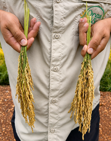 image.png 5年研发,127种配方筛选——Agrocete新品将必需营养与L-氨基酸结合,专为灌浆期打造″养分效率引擎″