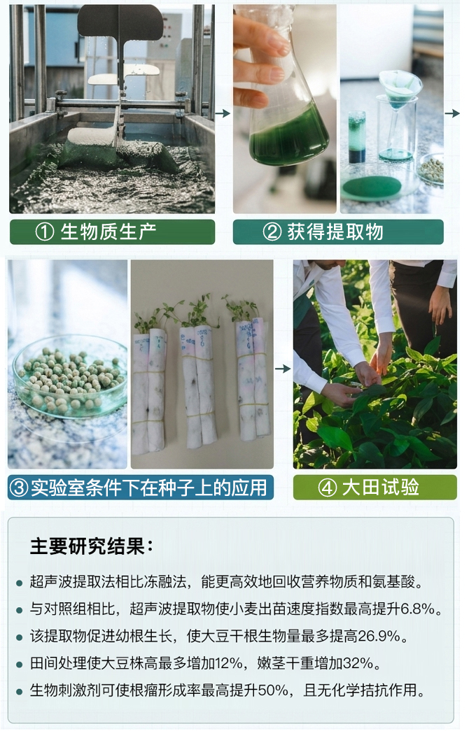 微藻.jpg 钝顶螺旋藻作为生物刺激剂用于作物种子处理的研究与产品开发潜力