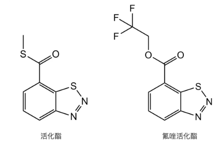 QQ20260811-100556.jpg 苯并噻二唑类植物激活剂—活化酯