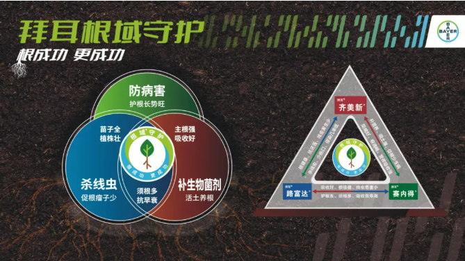 拜耳"四大天王"入局海南槟榔：300万亩"致富树"黄化病困局迎系统解法