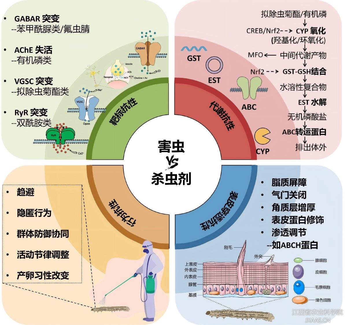 5BF08288AA1909FAD22DE37EE71_69709DEA_84547.jpg 抗性的″四道防线″:二化螟对氯虫苯甲酰胺抗性的演化″路线图″