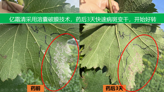亿嘉亿霜清®——三大核心技术破解霜霉疫病防控难题