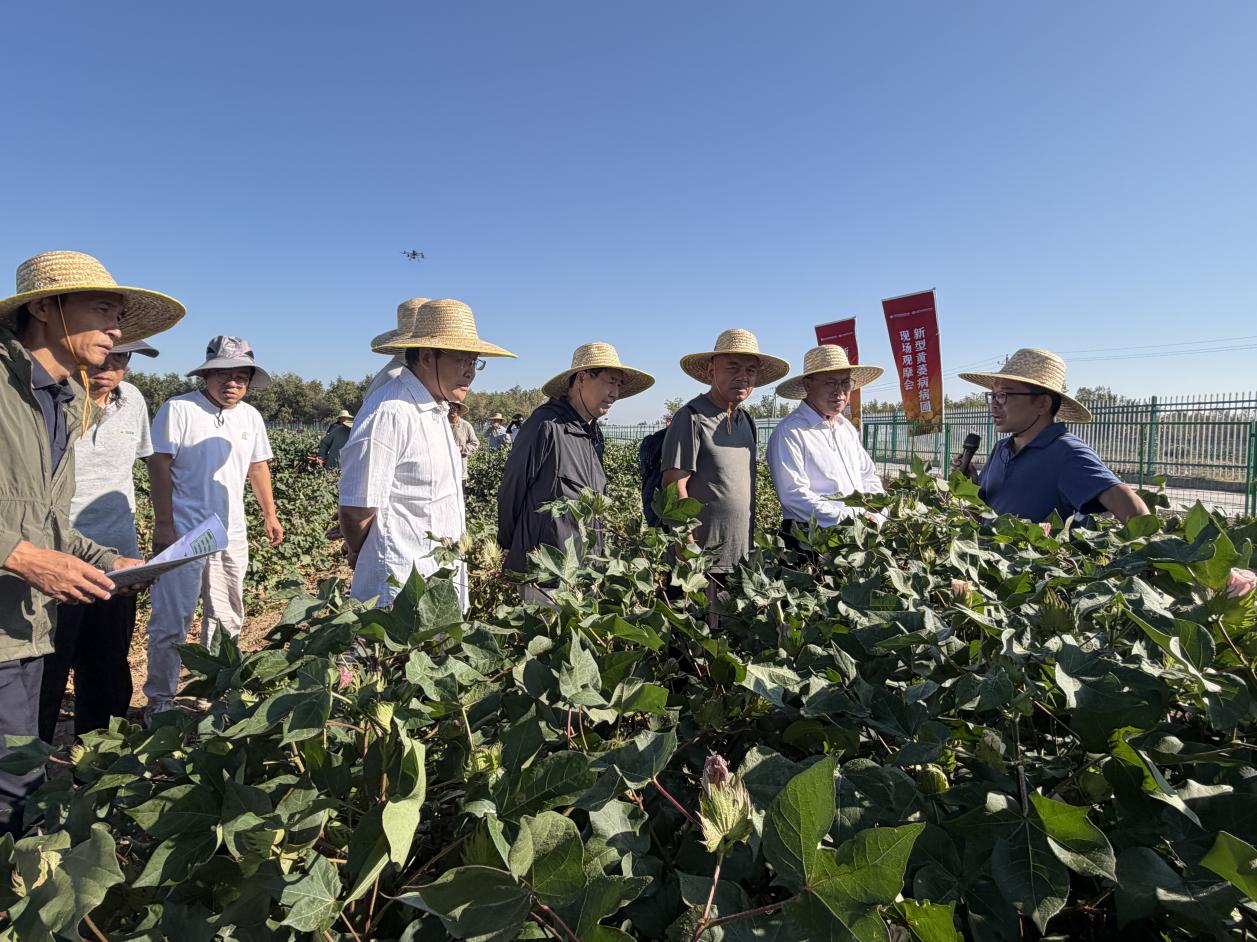 中国建成全球最大、类型最全的棉花黄萎病精准鉴定病圃