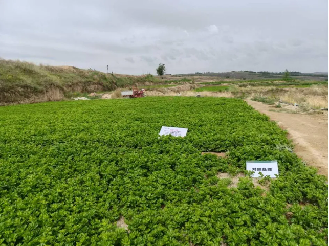 山东康乔推出″药肥一体″新品地善堂®,为土传病害综合治理提供新选择