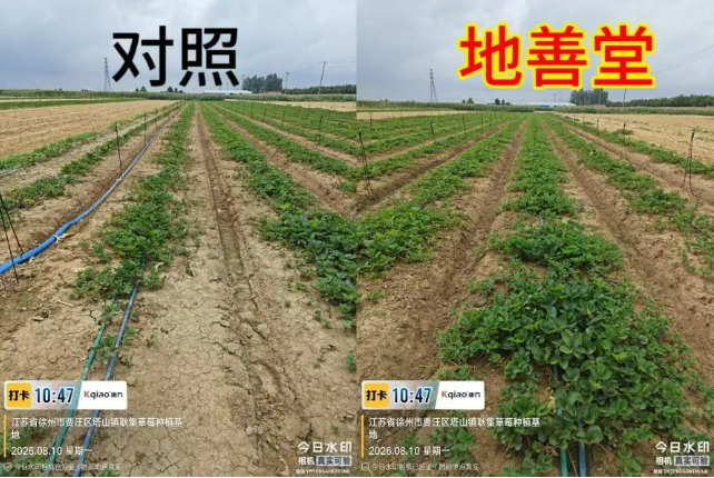 山东康乔推出″药肥一体″新品地善堂®,为土传病害综合治理提供新选择