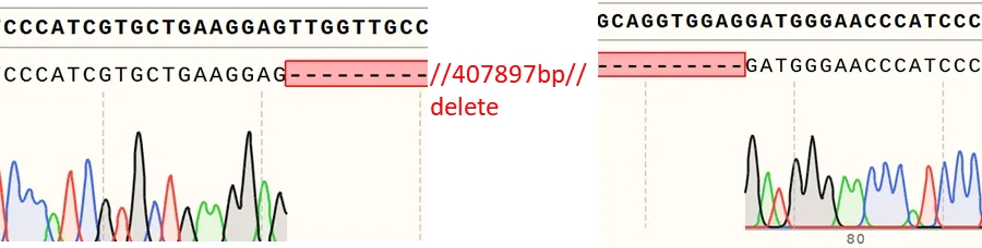 突破！艾迪晶生物 ″ MMEJ 微同源技术″ 实现水稻 408kb 染色体大片段靶向删除