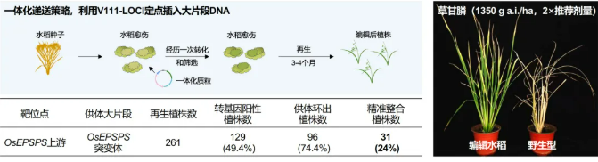 齐禾生科开发V111-LOCI，提升大片段DNA与完整基因的精准插入能力