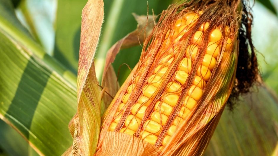 MT supera Argentina em produtividade de milho, aponta o Imea