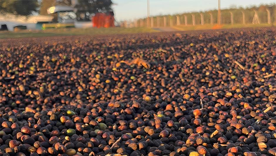 Colheita de café entra na reta final no Cerrado Mineiro